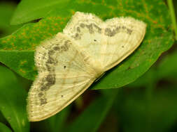 Image of Large Lace-border