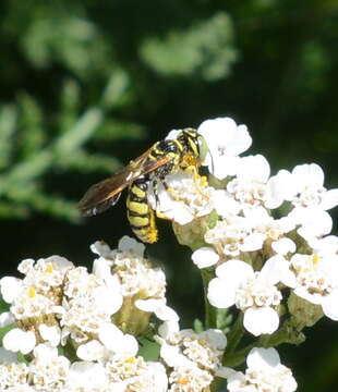 Imagem de Philanthus multimaculatus Cameron 1891