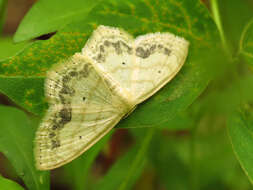 Image of Large Lace-border