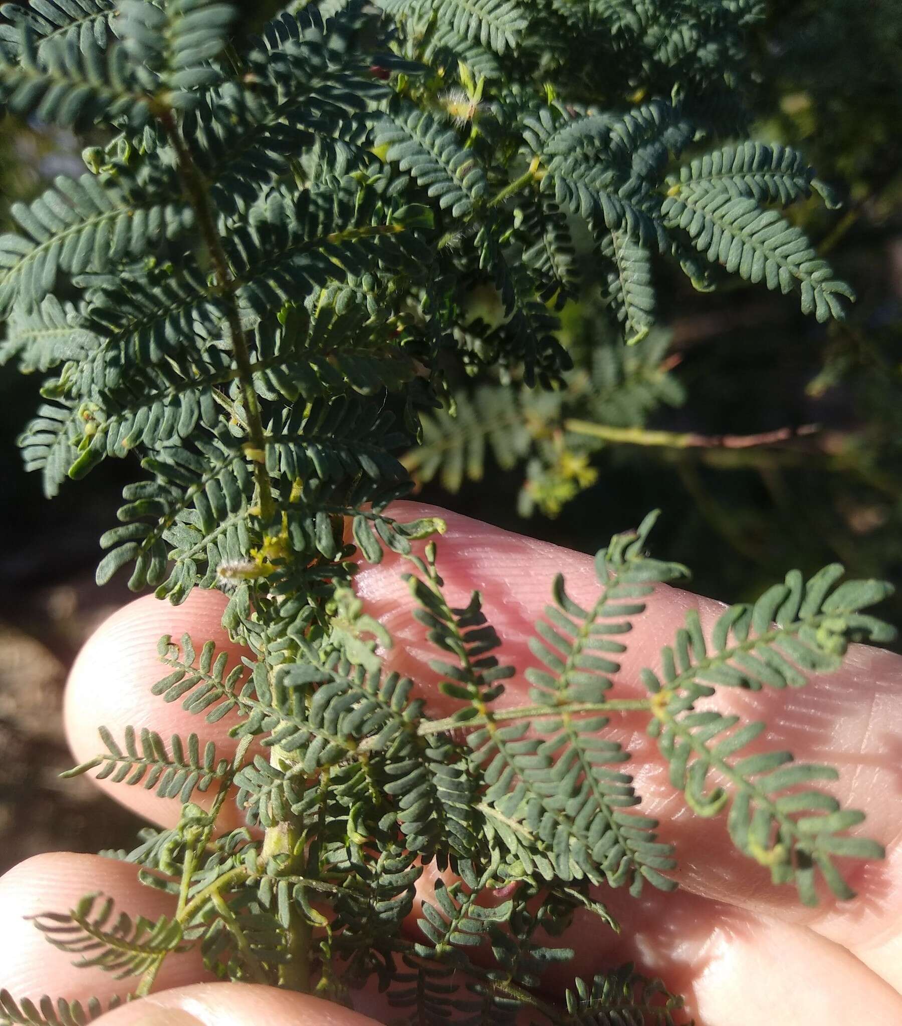 Sivun Acacia pubescens (Vent.) R. Br. kuva