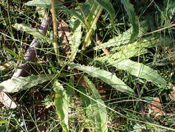 Image of Picris angustifolia subsp. merxmuelleri H. W. Lack & S. Holzapfel