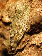 Image of Maple Twig Borer Moth