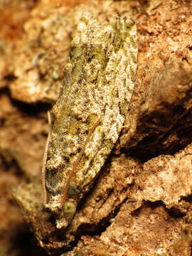 Image of Maple Twig Borer Moth