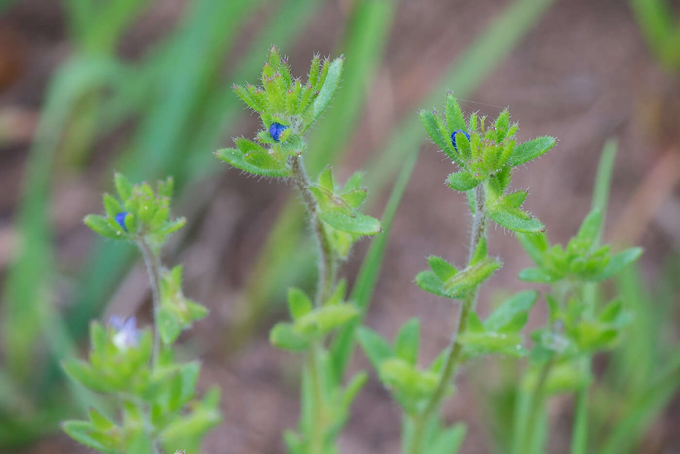 Image of spring speedwell