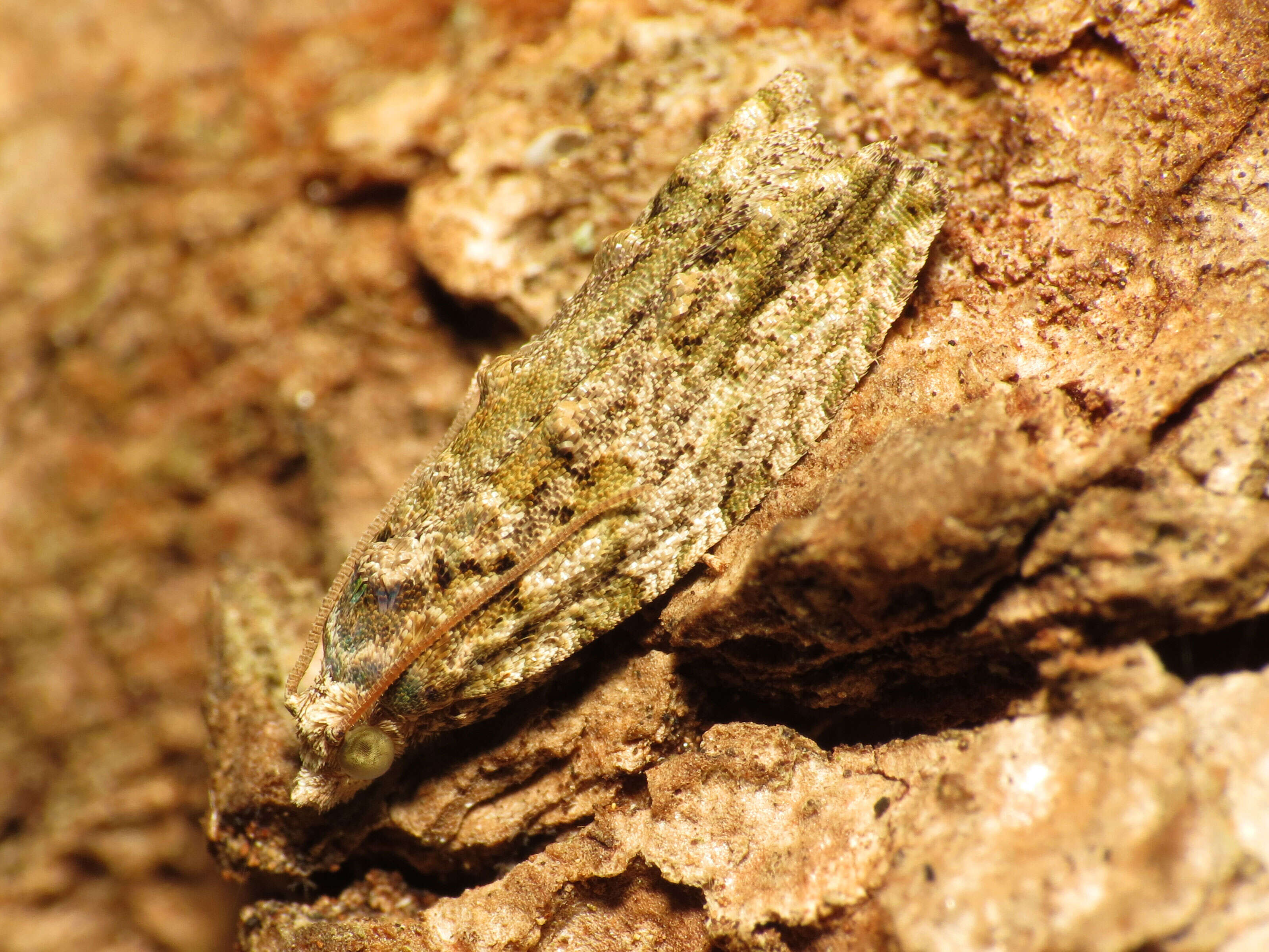 Image of Maple Twig Borer Moth