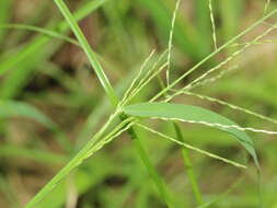 صورة Leptochloa chinensis (L.) Nees