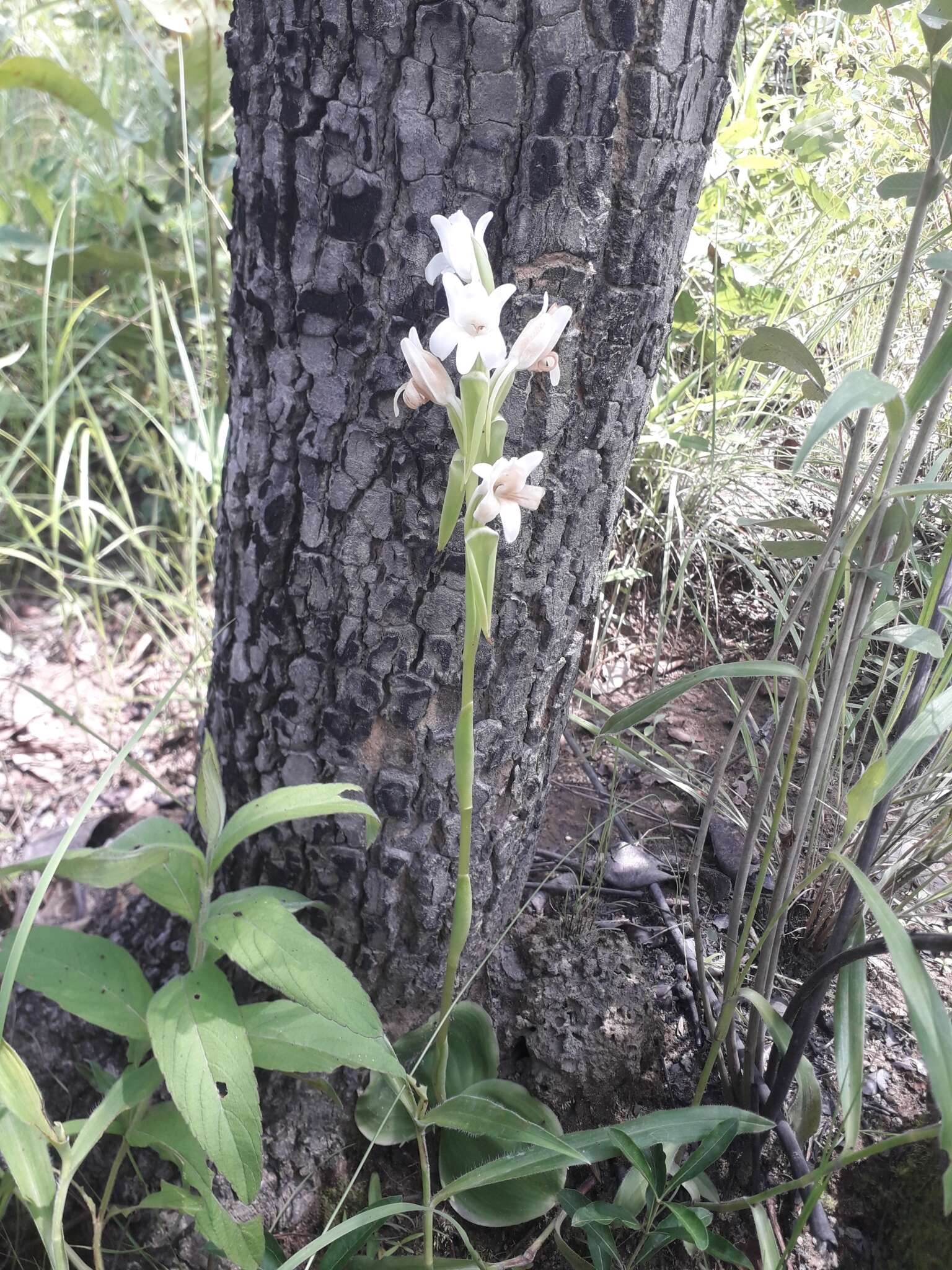 Image of Satyrium kitimboense Kraenzl.