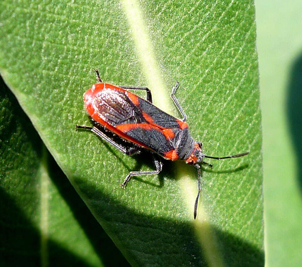 Image of Caenocoris nerii (Germar & E. F. 1847)