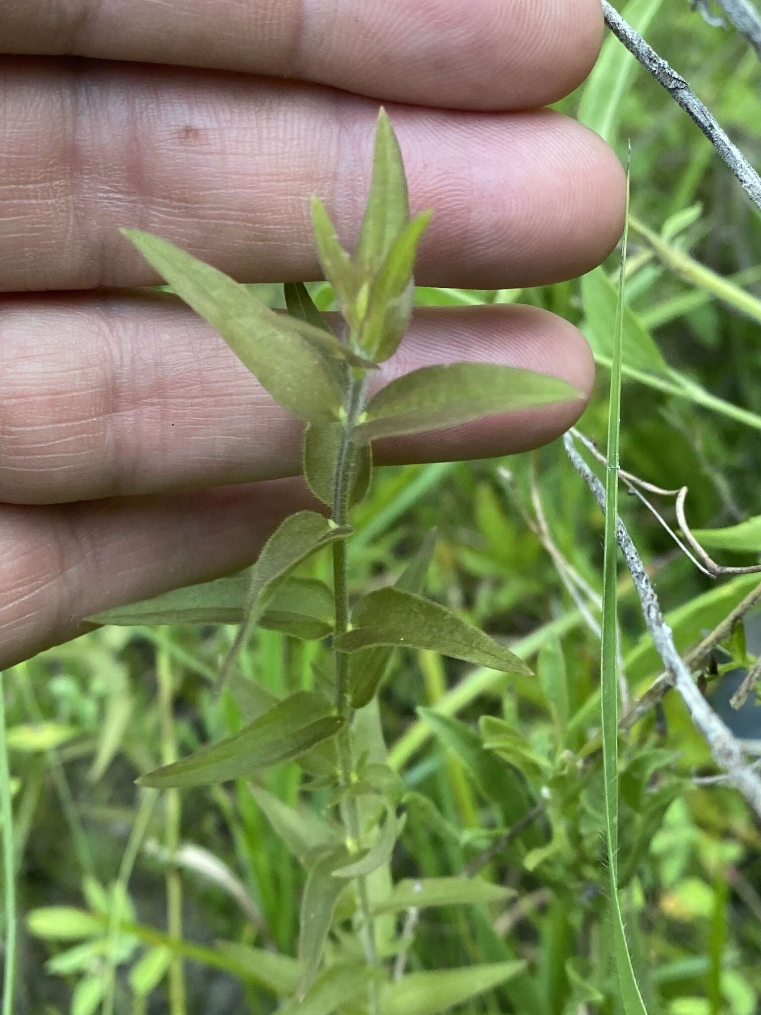 Image of earleaf false foxglove