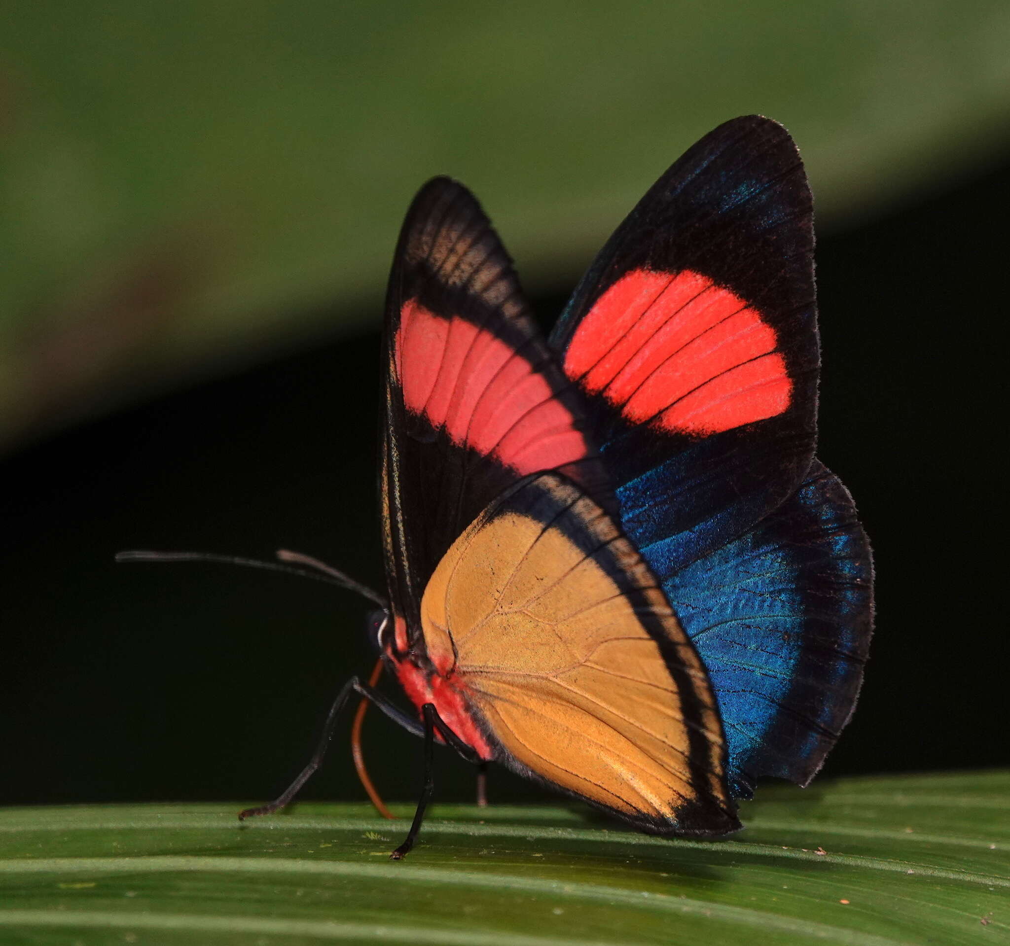 Imagem de Batesia hypochlora Felder 1862