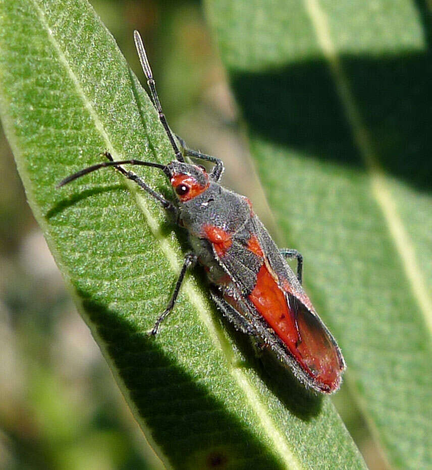 Image of Caenocoris nerii (Germar & E. F. 1847)