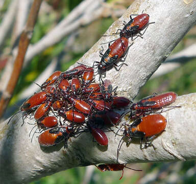 Image of Caenocoris nerii (Germar & E. F. 1847)