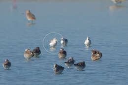 Image of Nordmann's Greenshank