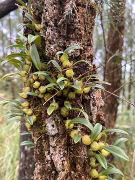 Imagem de Bulbophyllum newportii (F. M. Bailey) Rolfe