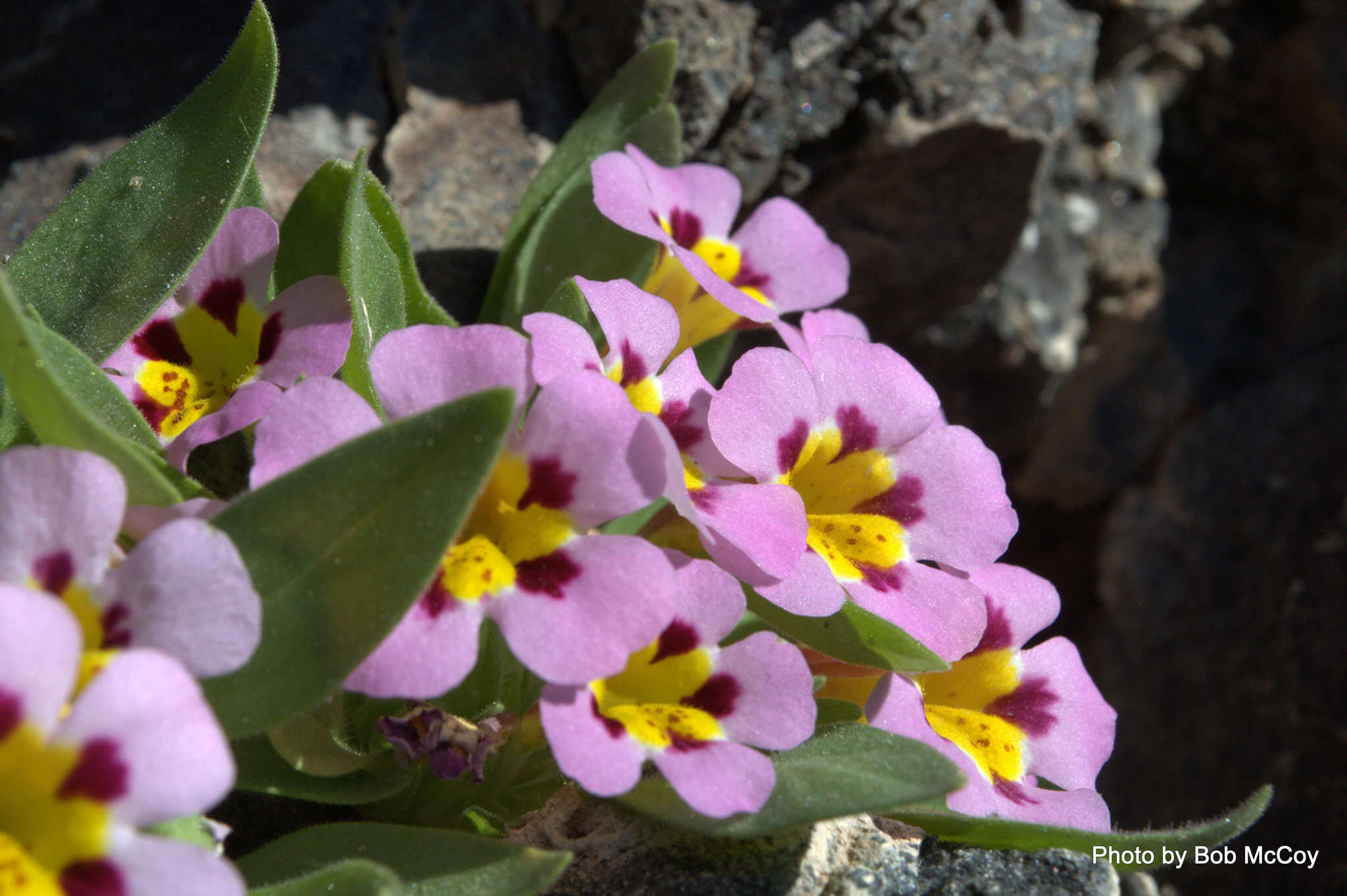 Image of Death Valley monkeyflower