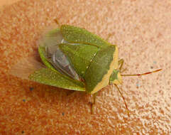 Image of Southern green stink bug