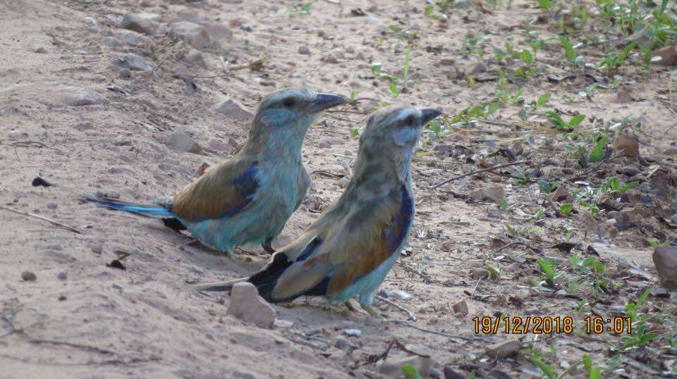 Image of Racket-tailed Roller