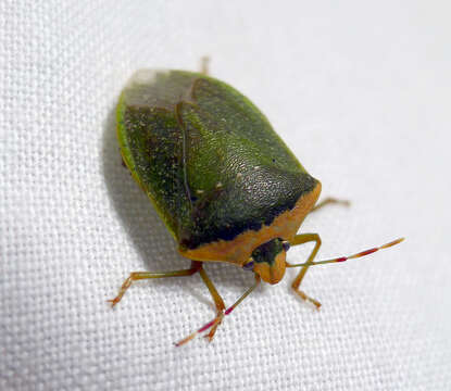 Image of Southern green stink bug