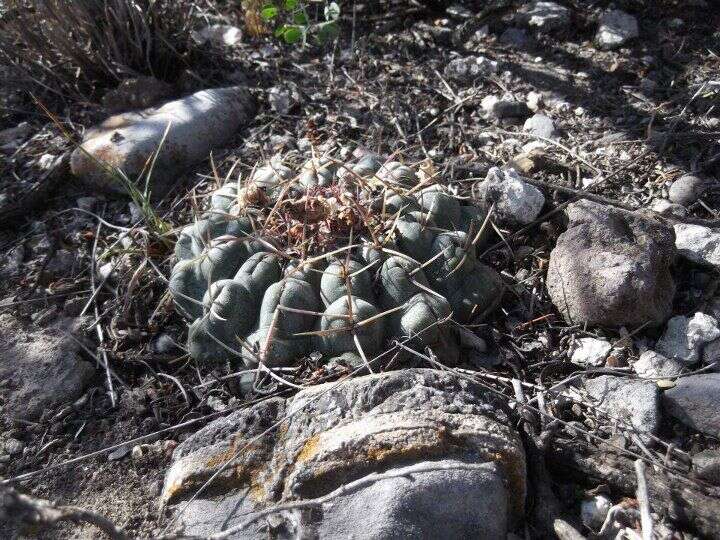 Image of Thelocactus hexaedrophorus subsp. hexaedrophorus