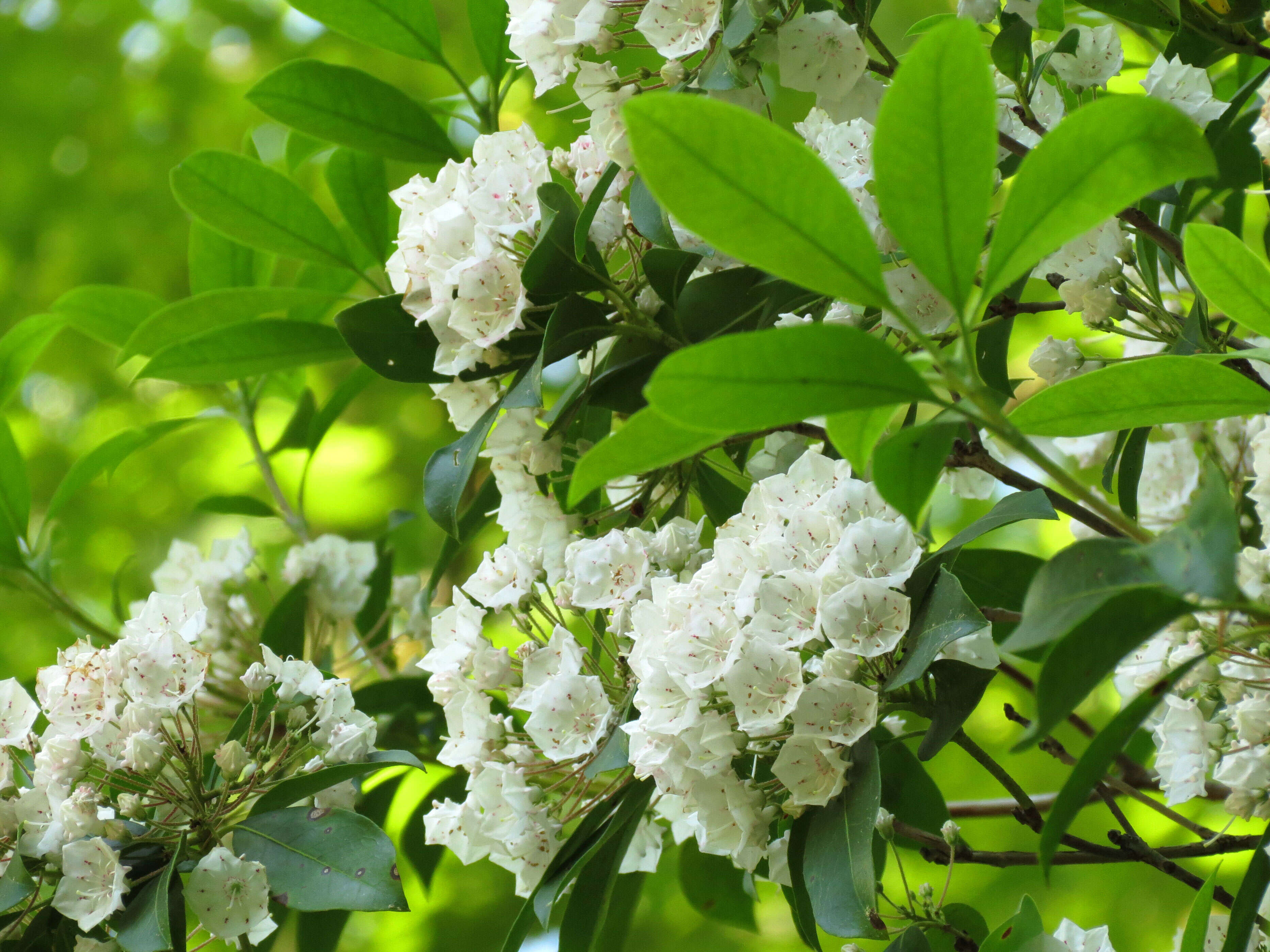 Image of mountain laurel