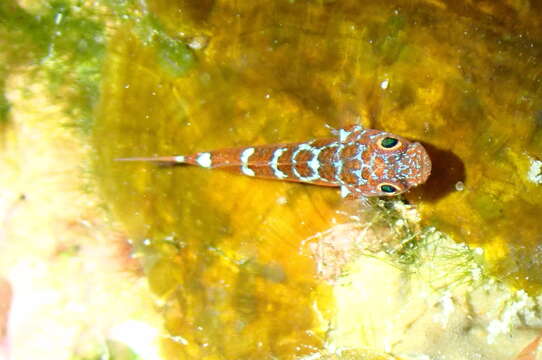 Image of Caesiura dwarfgoby