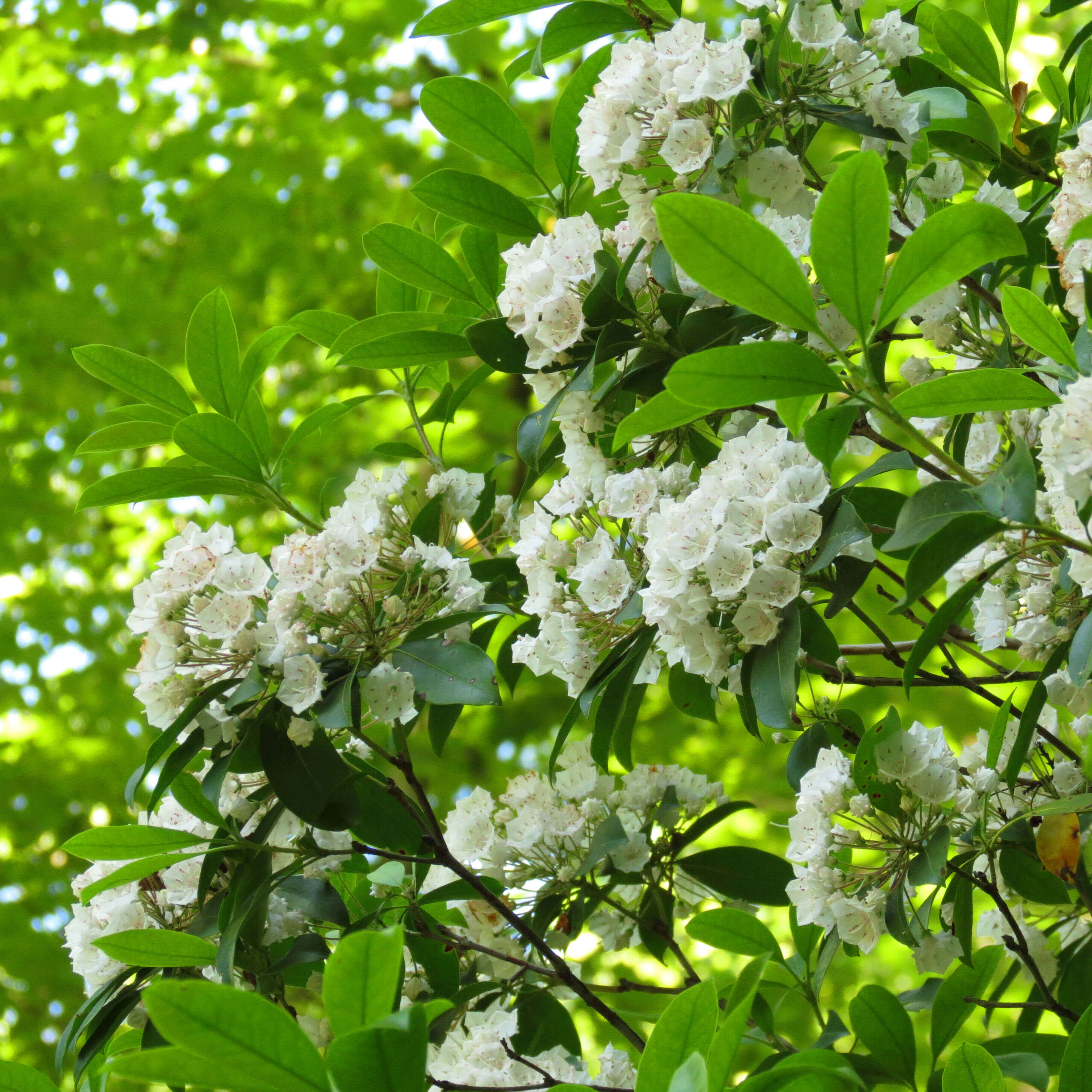 Image of mountain laurel