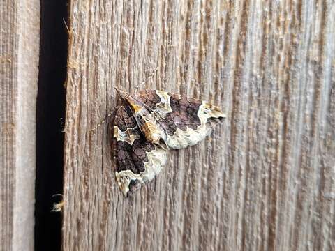 Image of Northwestern Phoenix Moth