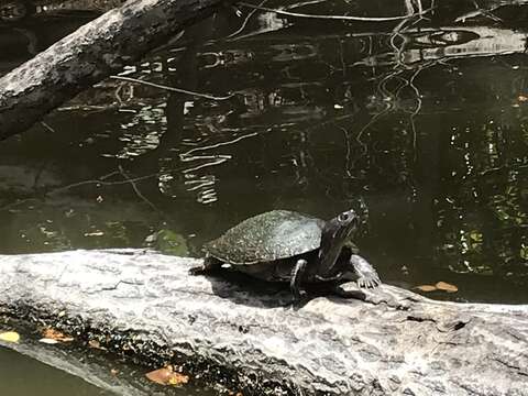 Image of Hispaniolan Slider Turtle