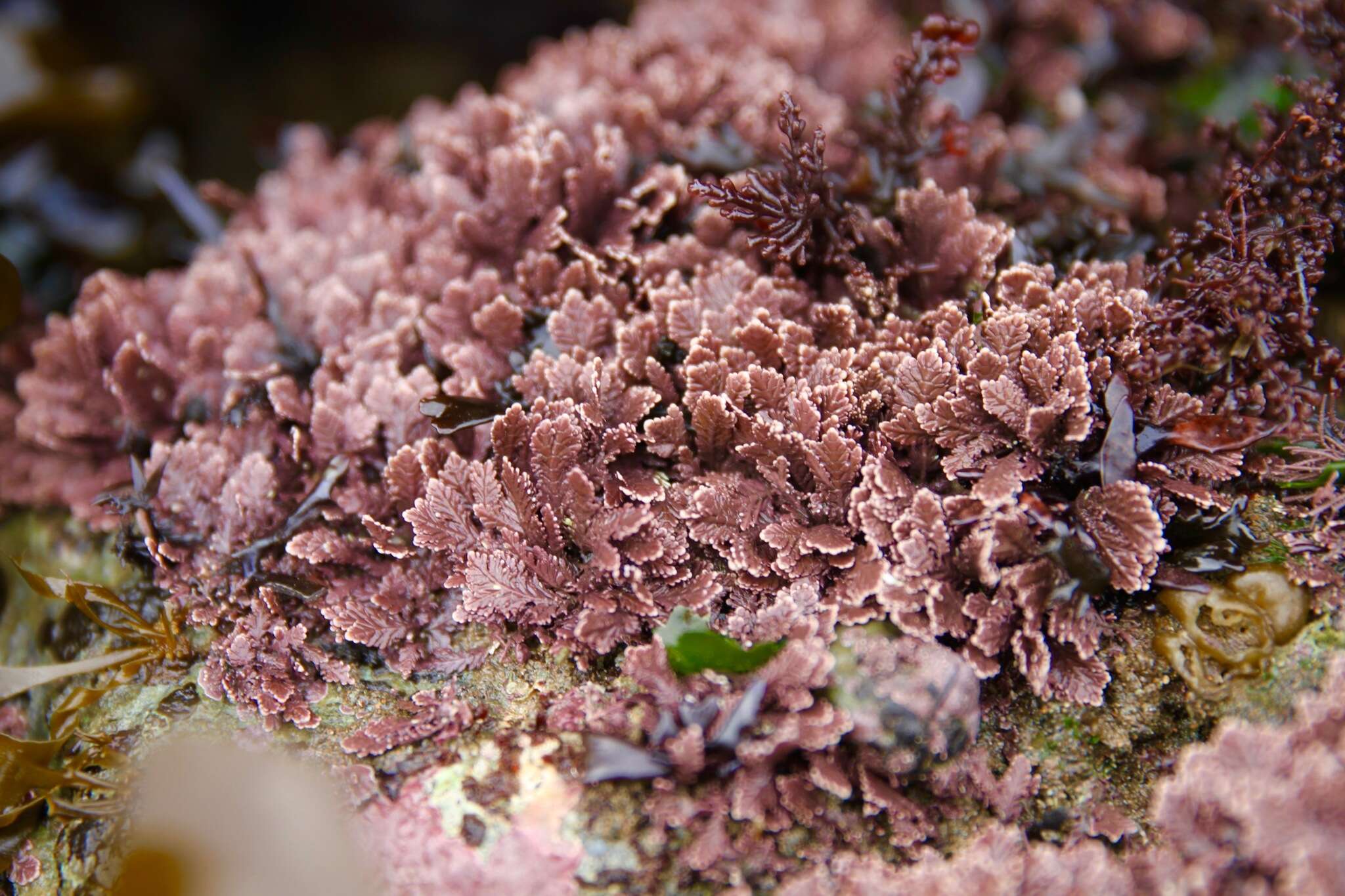 Image of Corallina pinnatifolia