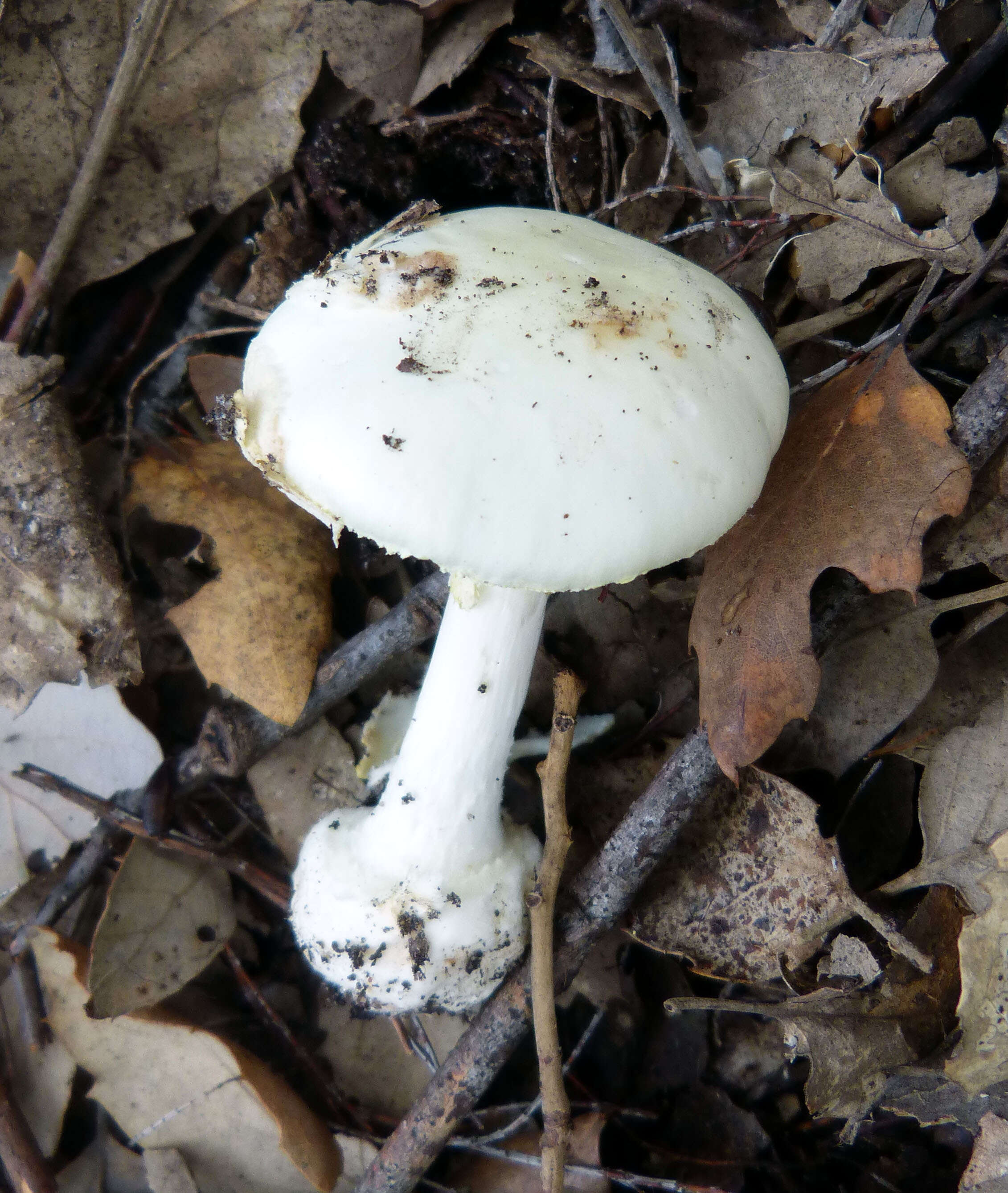 Image of False deathcap