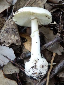 Image of False deathcap