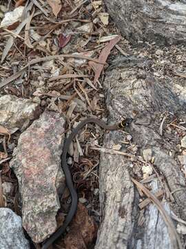 Image of Collared Whip Snake