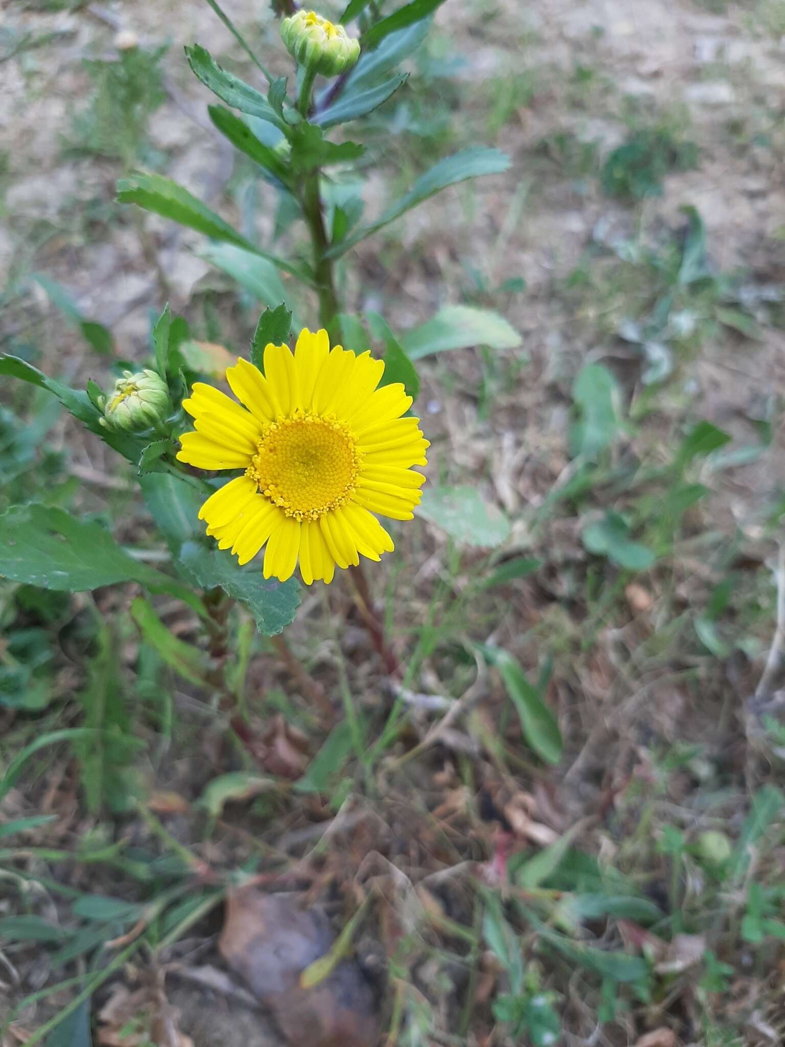 Слика од Coleostephus myconis (L.) Rchb. fil.