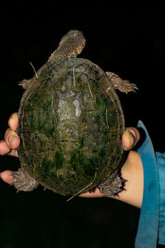 Image of Chaco Side-necked Turtle