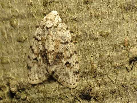 Image of Little White Lichen Moth