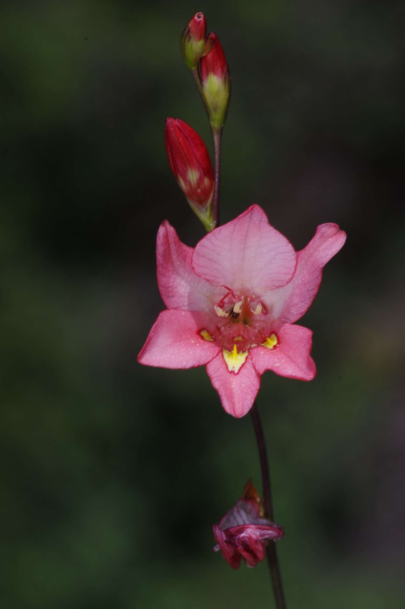 Imagem de Tritonia drakensbergensis M. P. de Vos