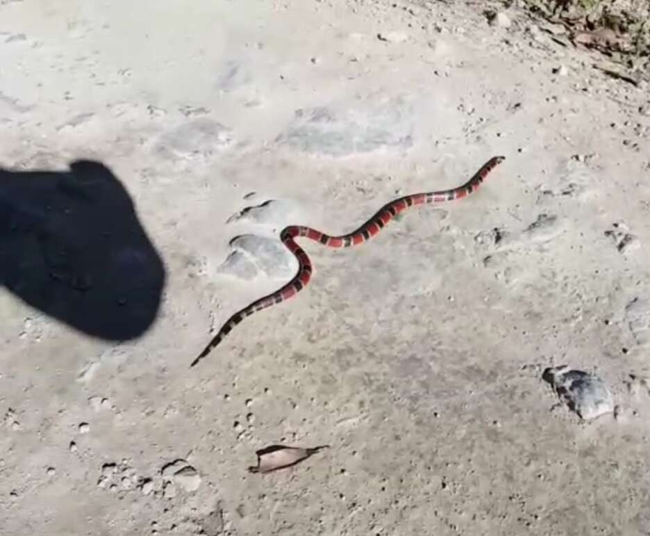 Image of Black-banded Coral Snake