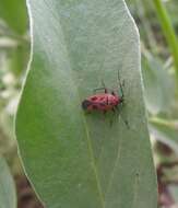 Image of Calocoris nemoralis (Fabricius 1787)