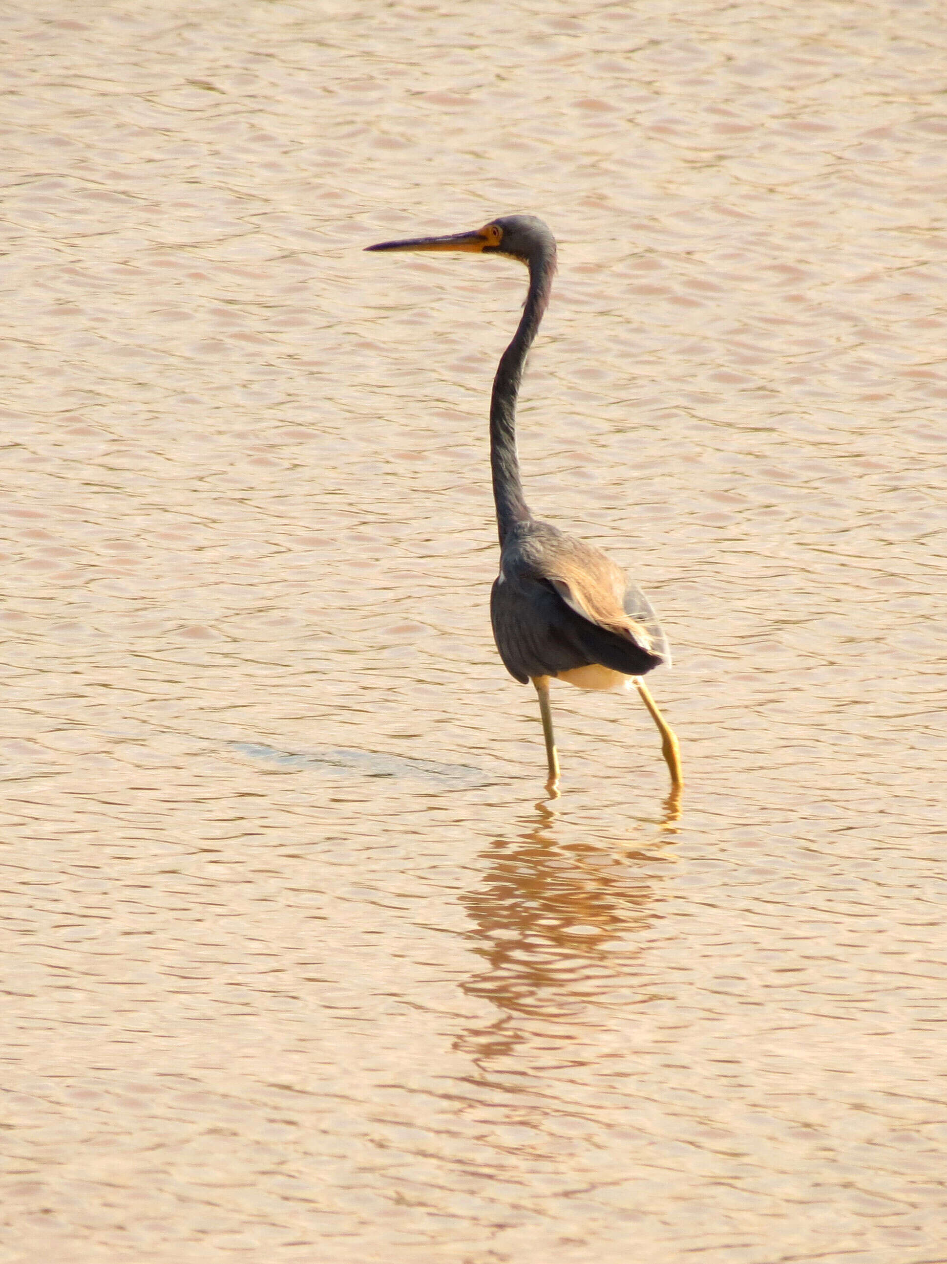 Image de Aigrette tricolore