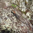 Image of Tropidurus callathelys Harvey & Gutberlet 1998