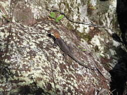 Image of Tropidurus callathelys Harvey & Gutberlet 1998