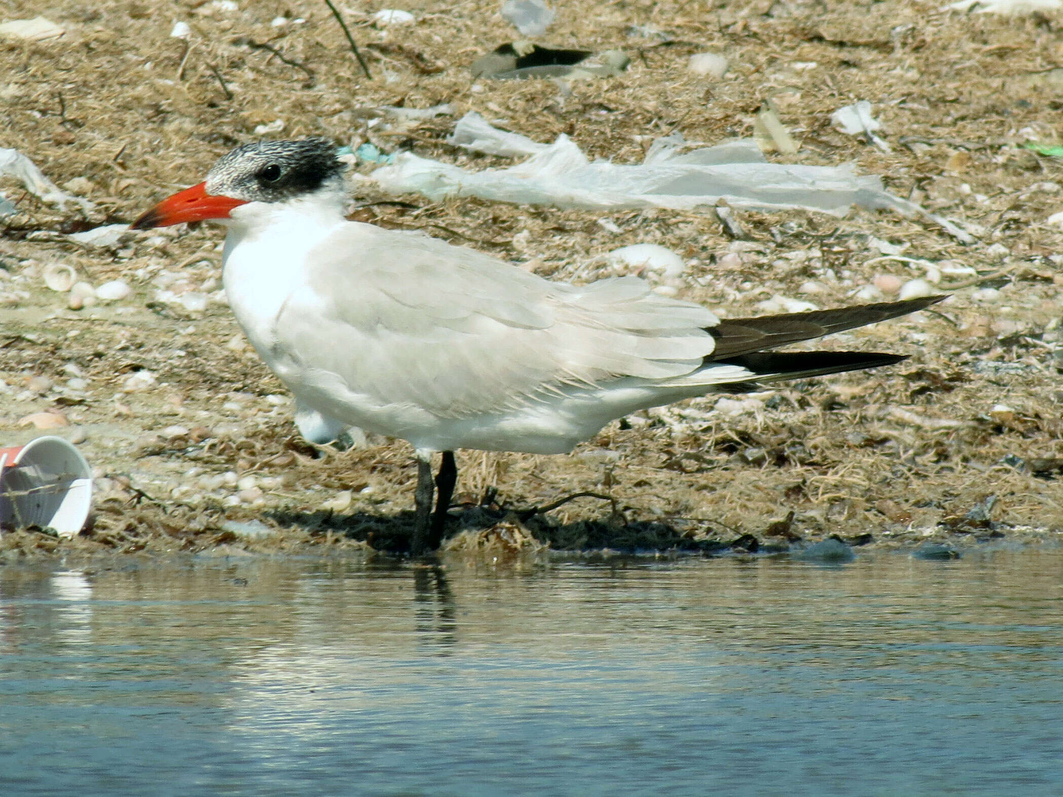 Image of Hydroprogne Kaup 1829