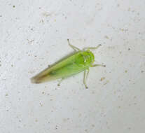 Image of Leafhopper