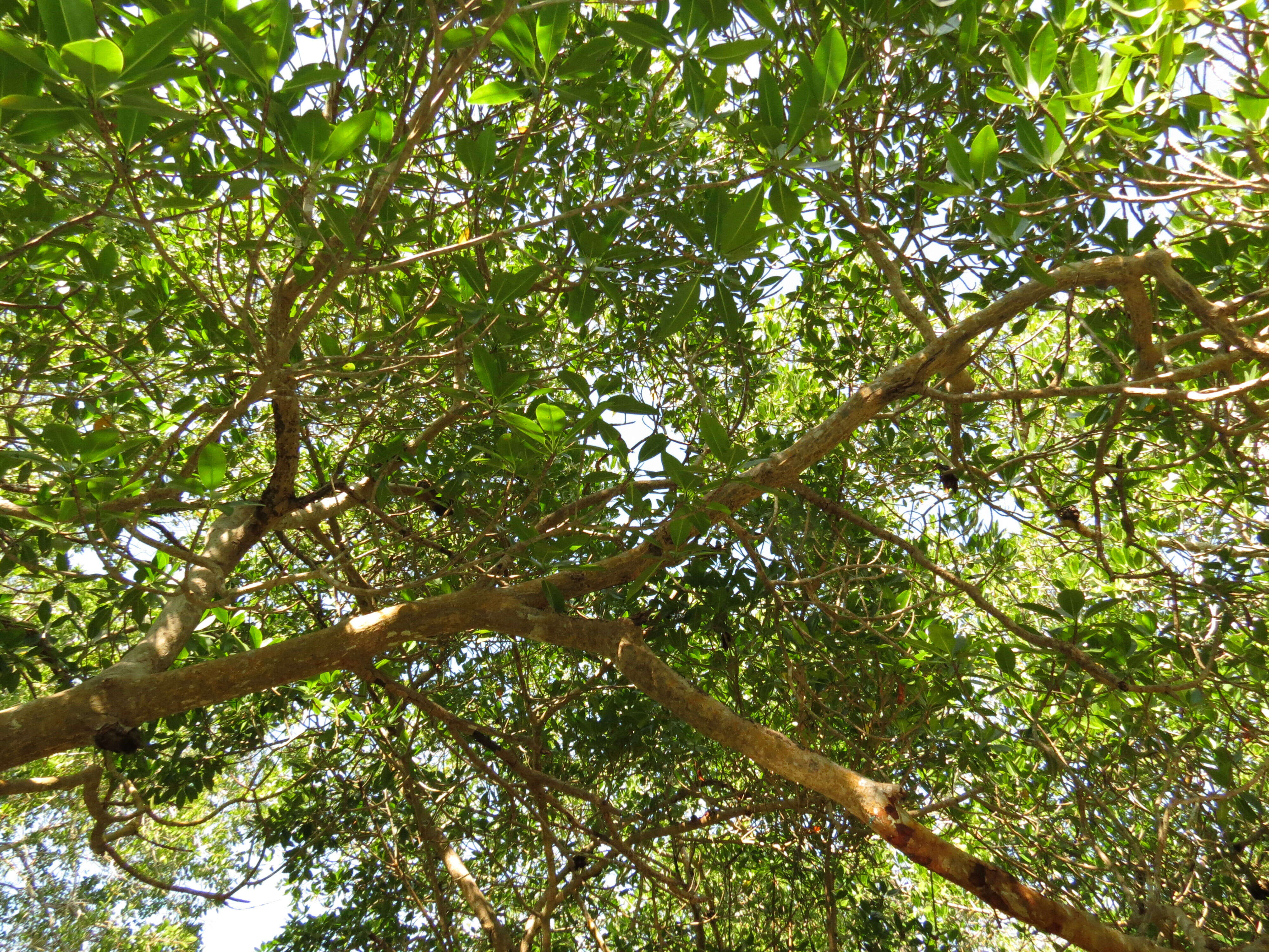 Image of red mangrove