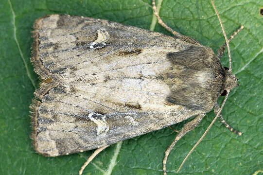 Image of <i>Resapamea hedeni</i>