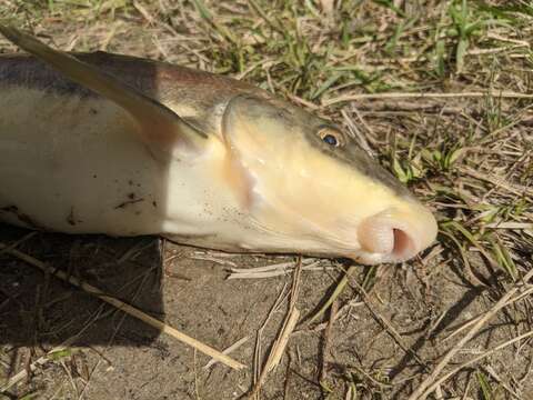 Plancia ëd Catostomus catostomus (Forster 1773)