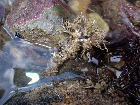 Image of sandmason worm or sand mason worm