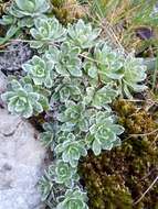 Image of Saxifraga paniculata subsp. paniculata