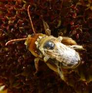 Image of Agile Long-horned Bee