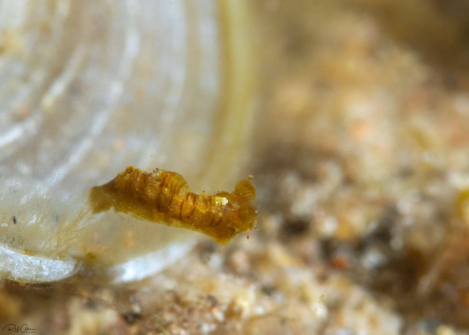 Image of Polycera risbeci Odhner 1941